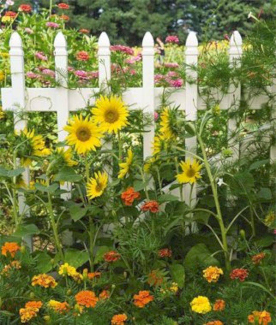 Stunning Sunflower Garden Ideas