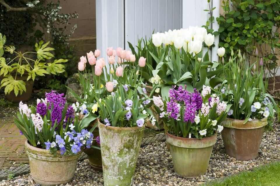 Pinterest Planting