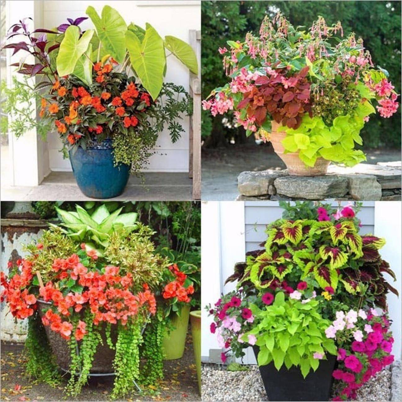 Lovely Combination Planting Container Gardening Ideas Homyhomee