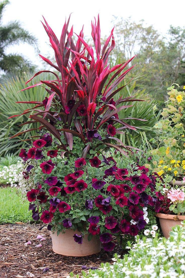 My Favorite Plant Combinations