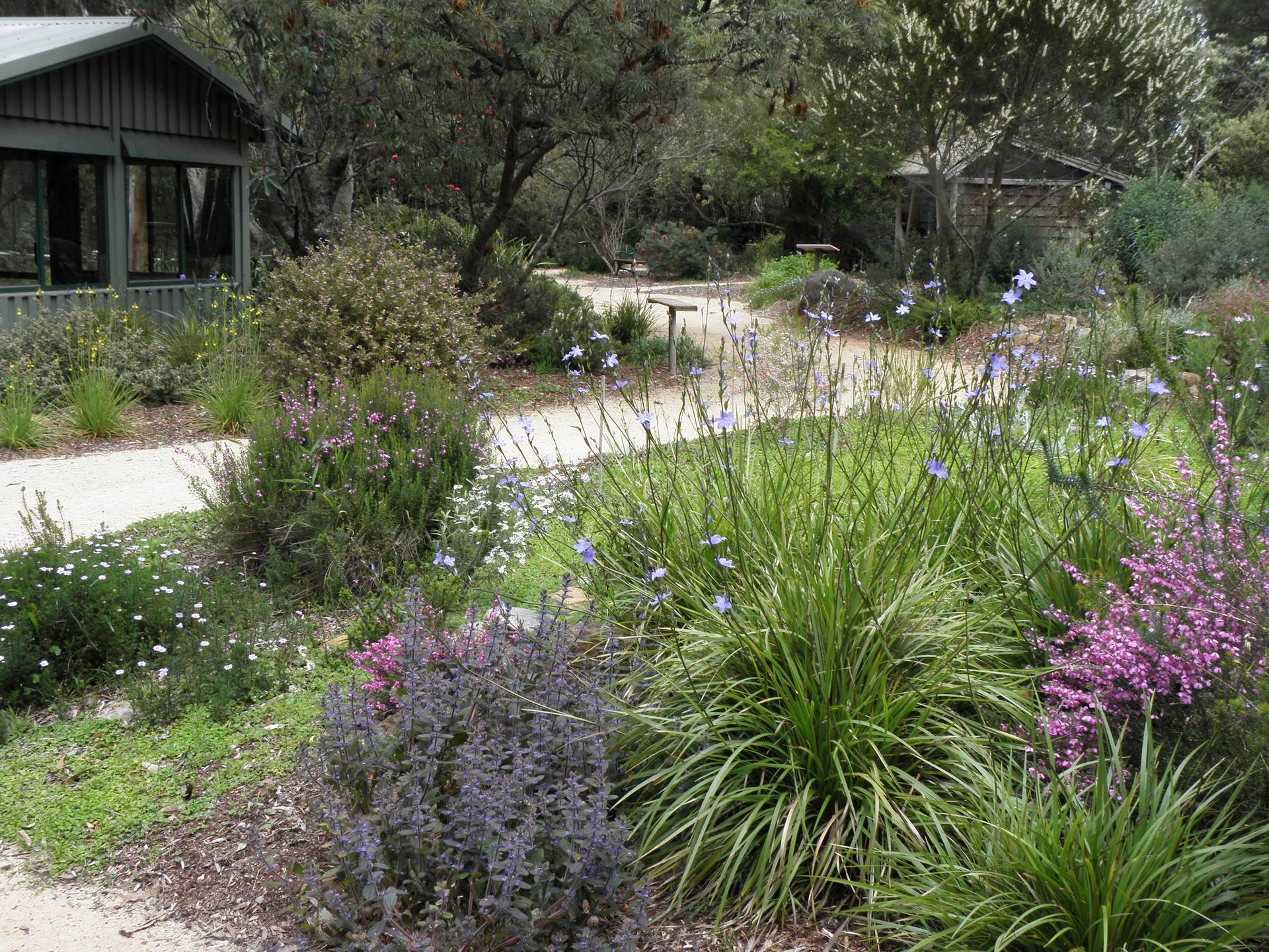 Illawarra Native Garden