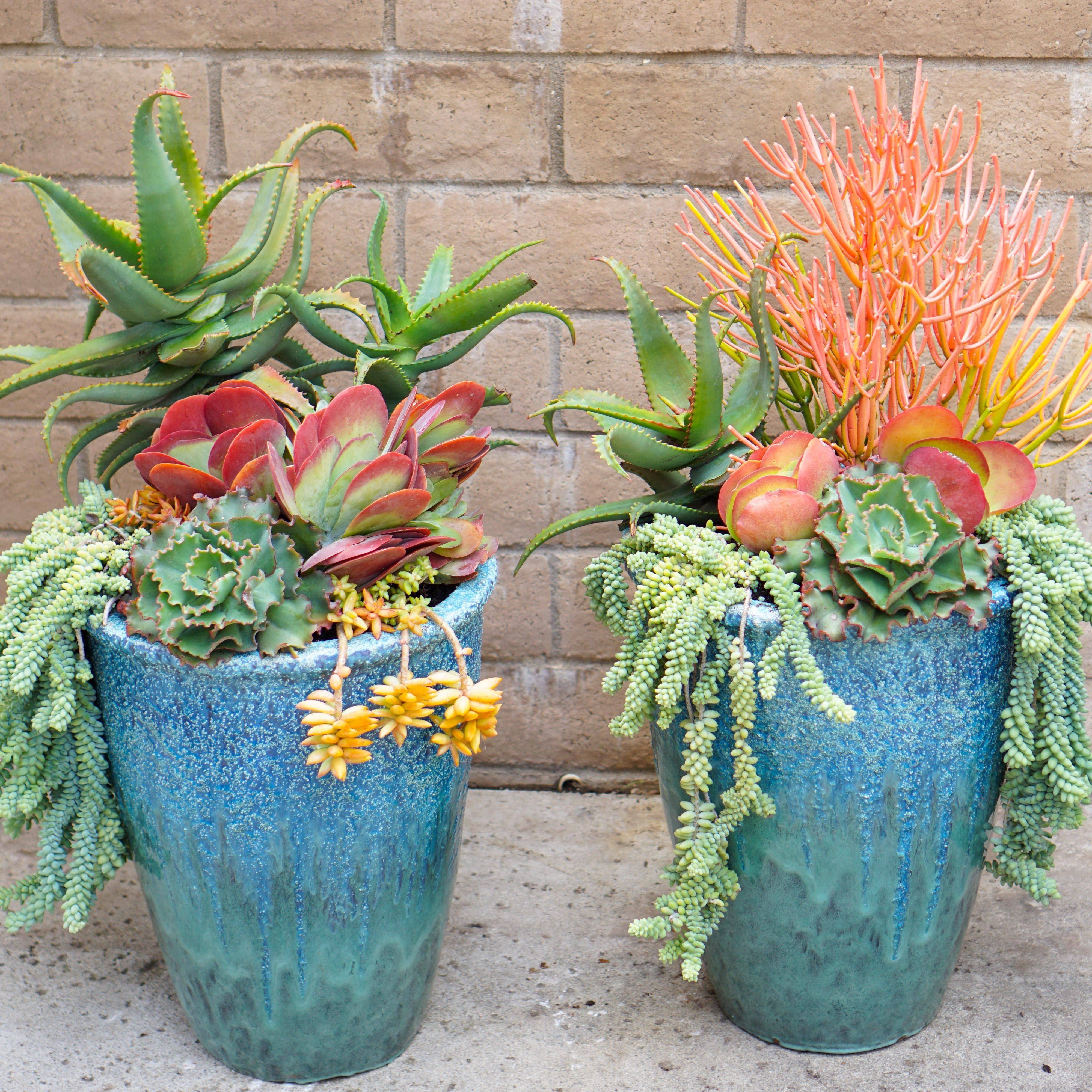 Fantastic Succulent Garden Ideas