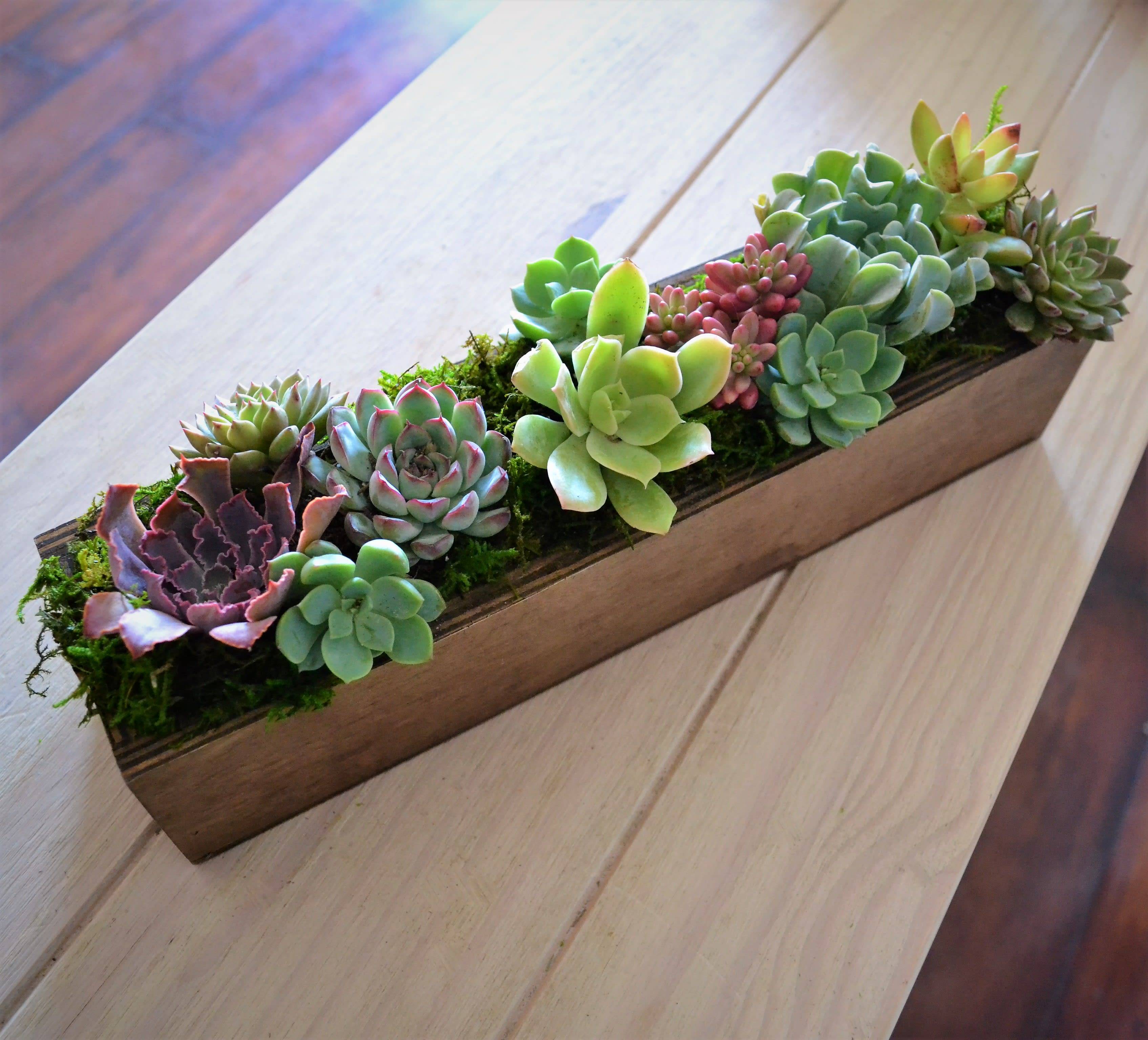 Catchy Outdoor Succulent Garden Ideas