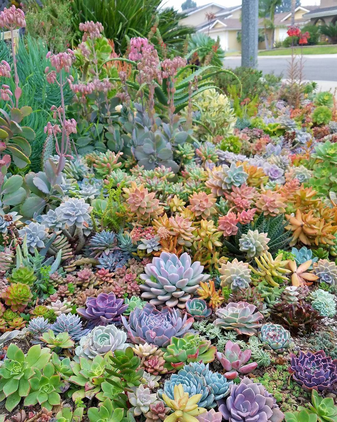 Best Succulent Garden Ideas