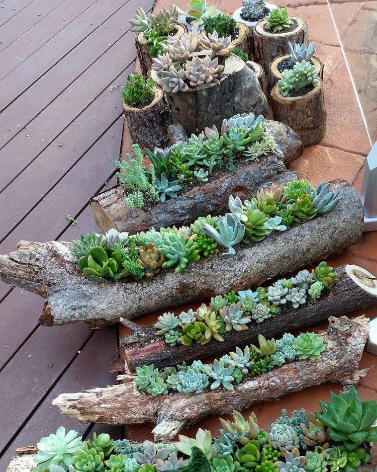 Best Succulent Garden Ideas