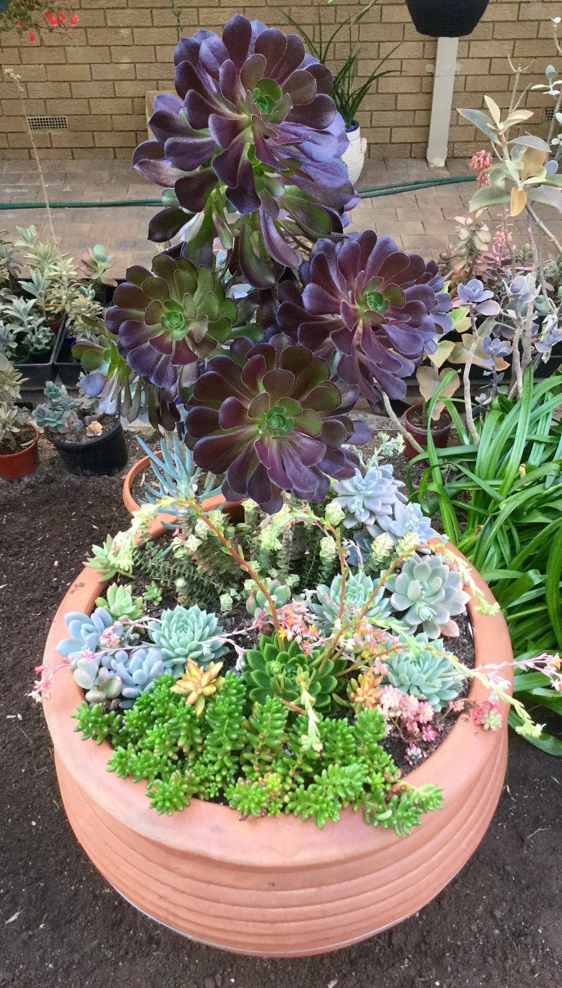 Container Succulents