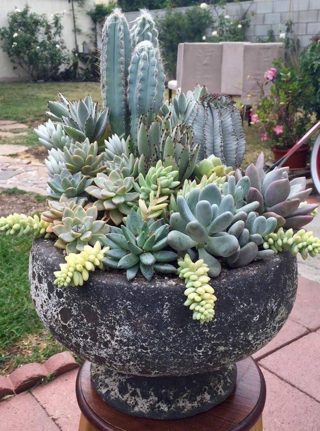 Planting Succulents