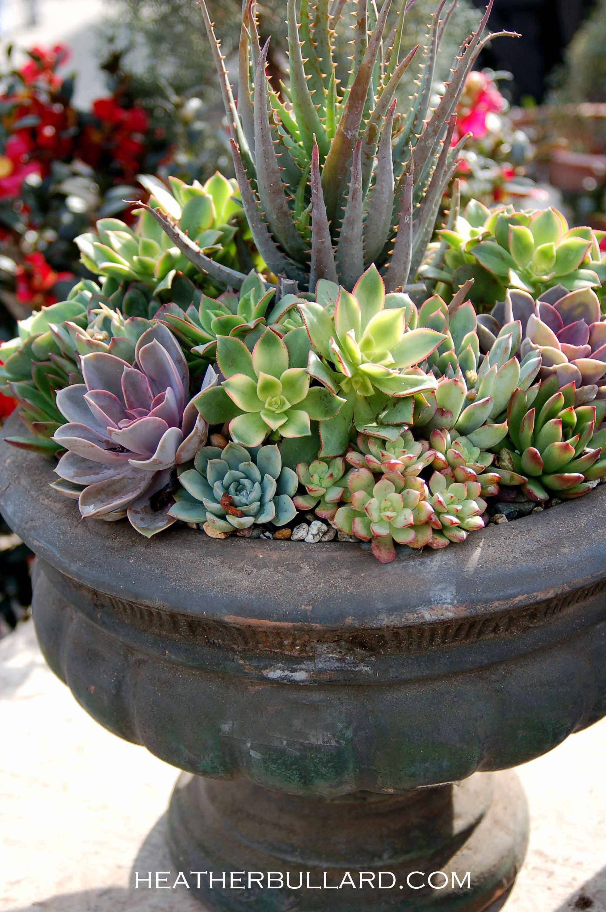 Wonderful Front Yard Landscaping Ideas Succulent Garden Design