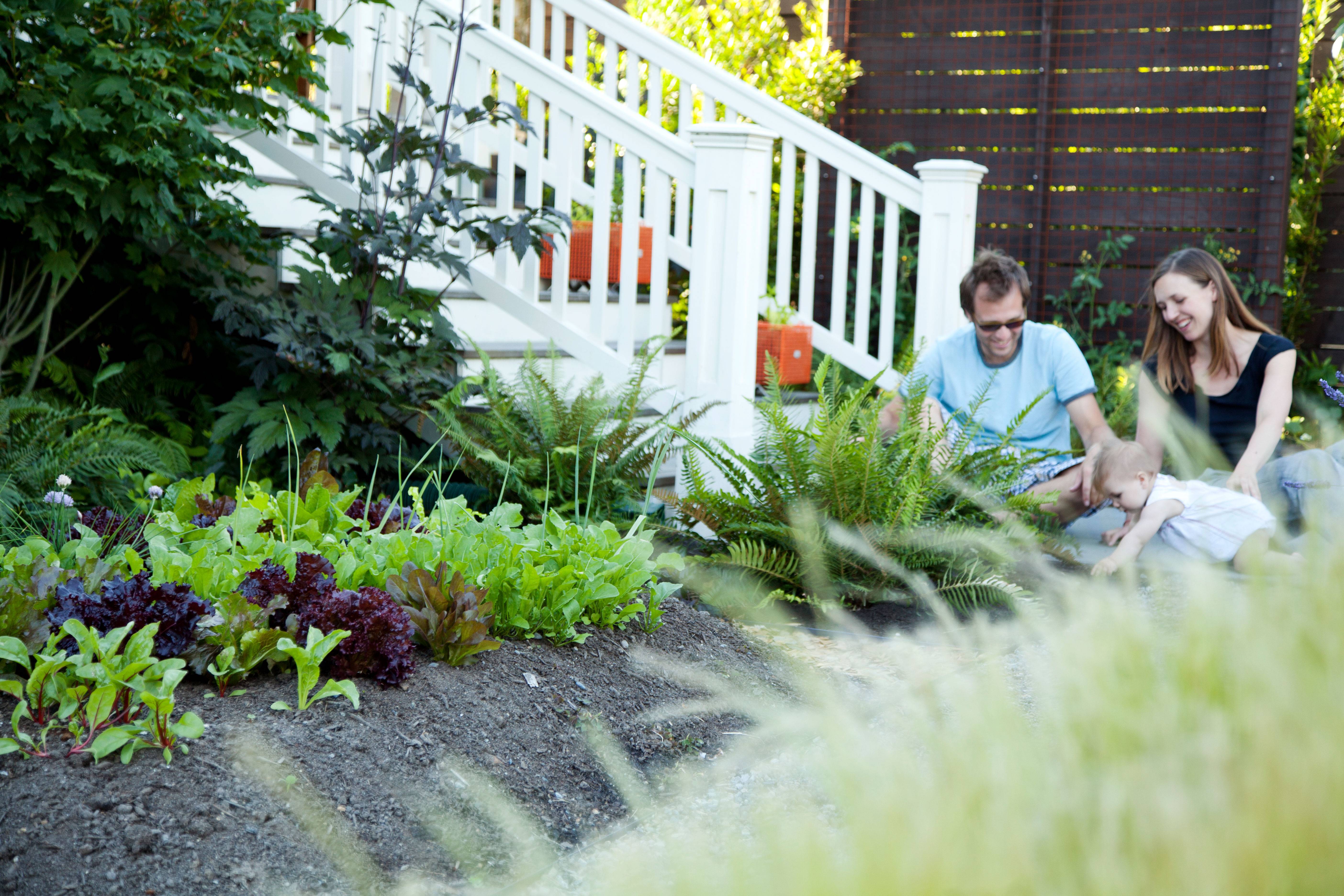 Front Lawn Vegetable Garden How To Design Shawna Coronado