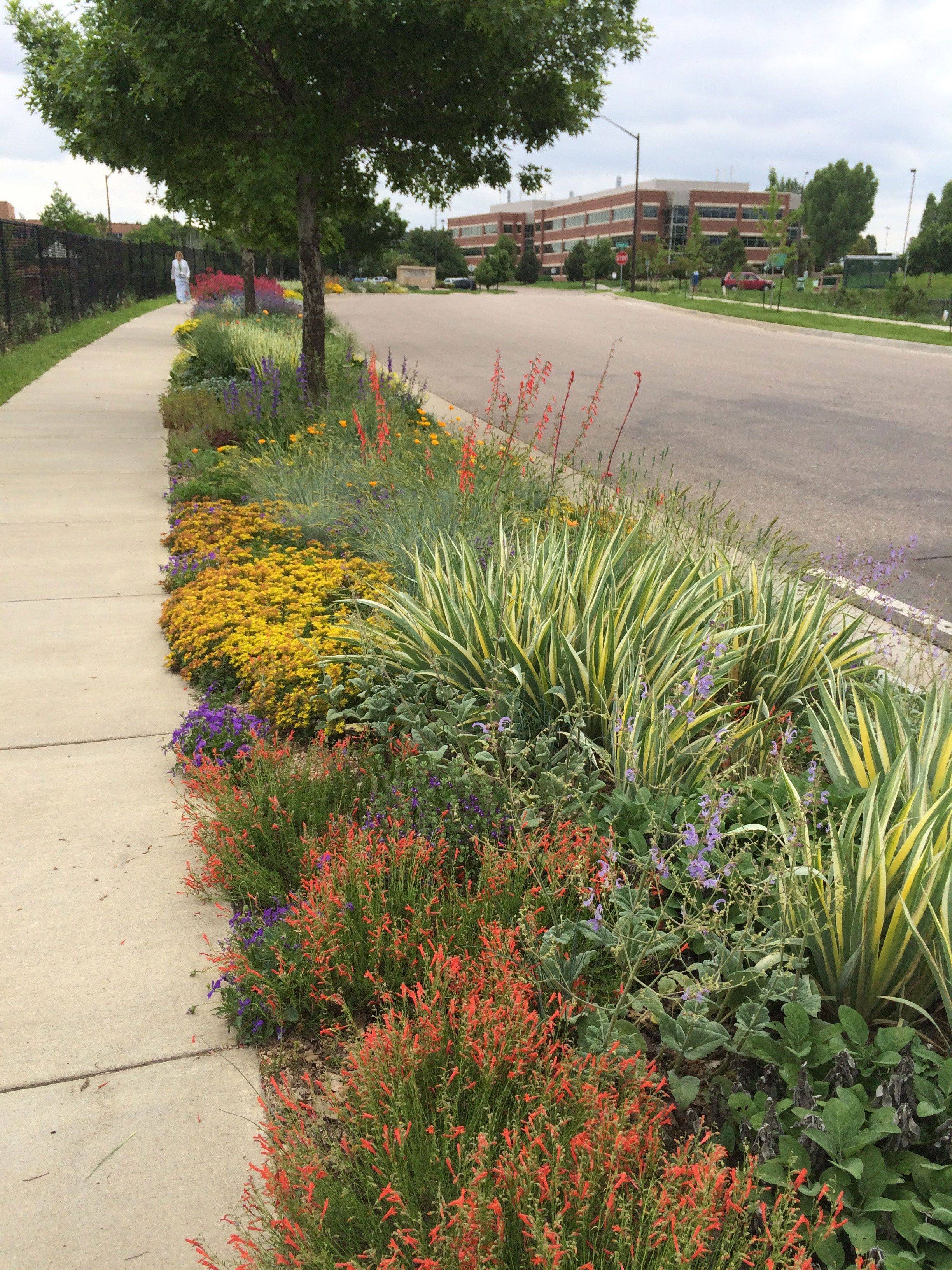 Front Yard Landscaping