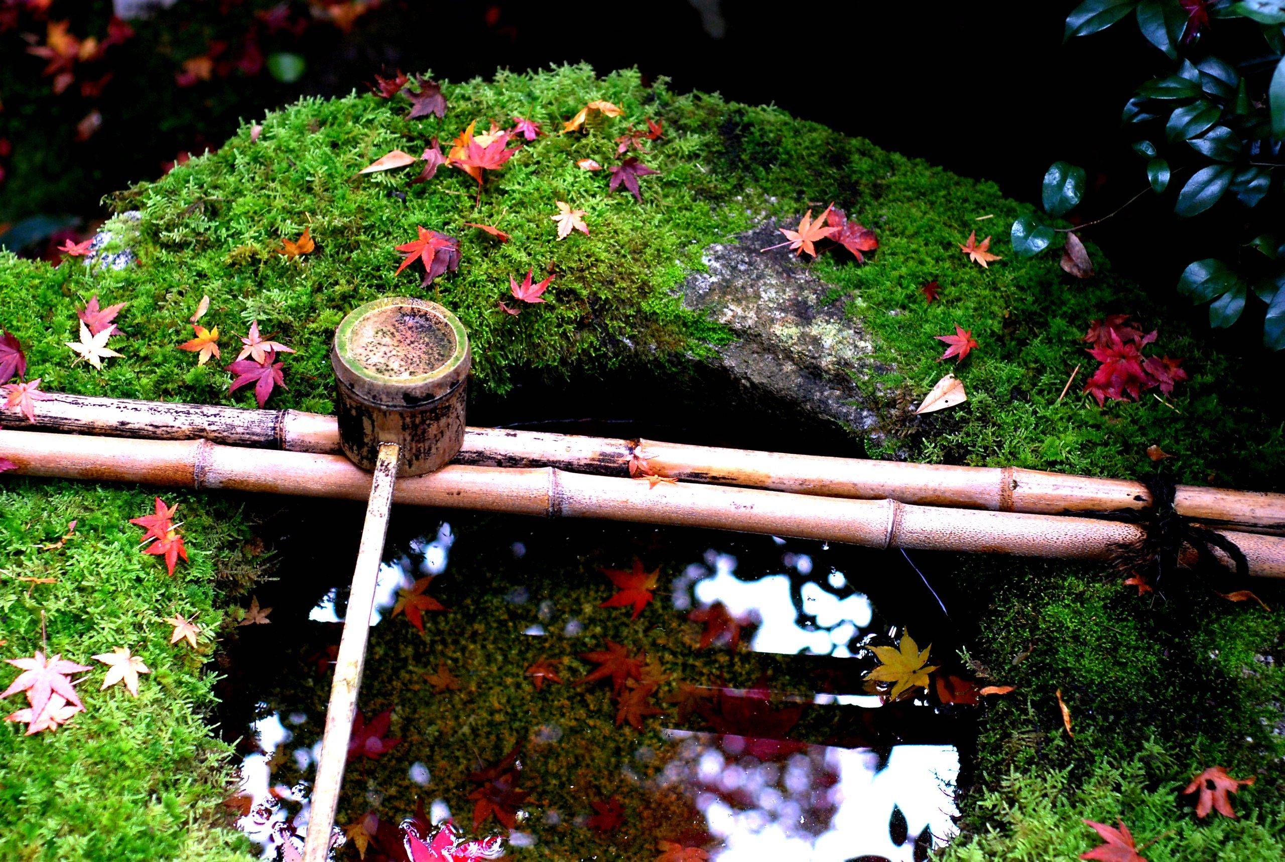 Tokyos Potted Gardens Pith Vigor Cultivating Garden Style