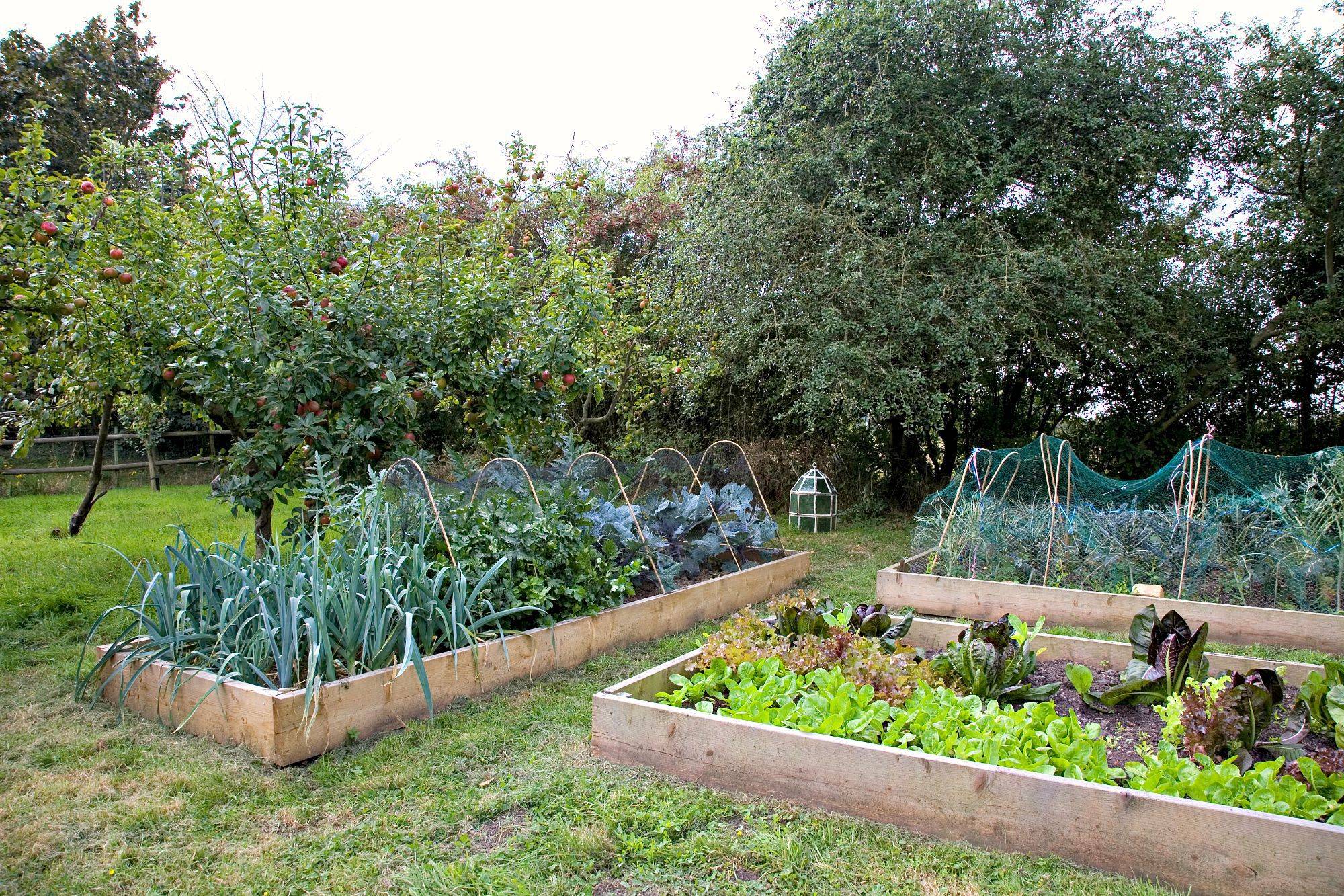 Low Maintenance Veggie Garden Garden Design Ideas Design Garden