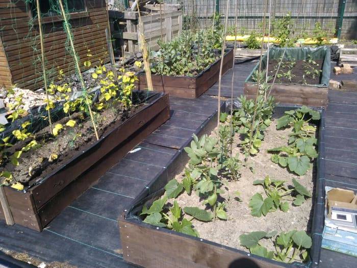 24 Low Maintenance Vegetable Garden Ideas You Should Look SharonSable