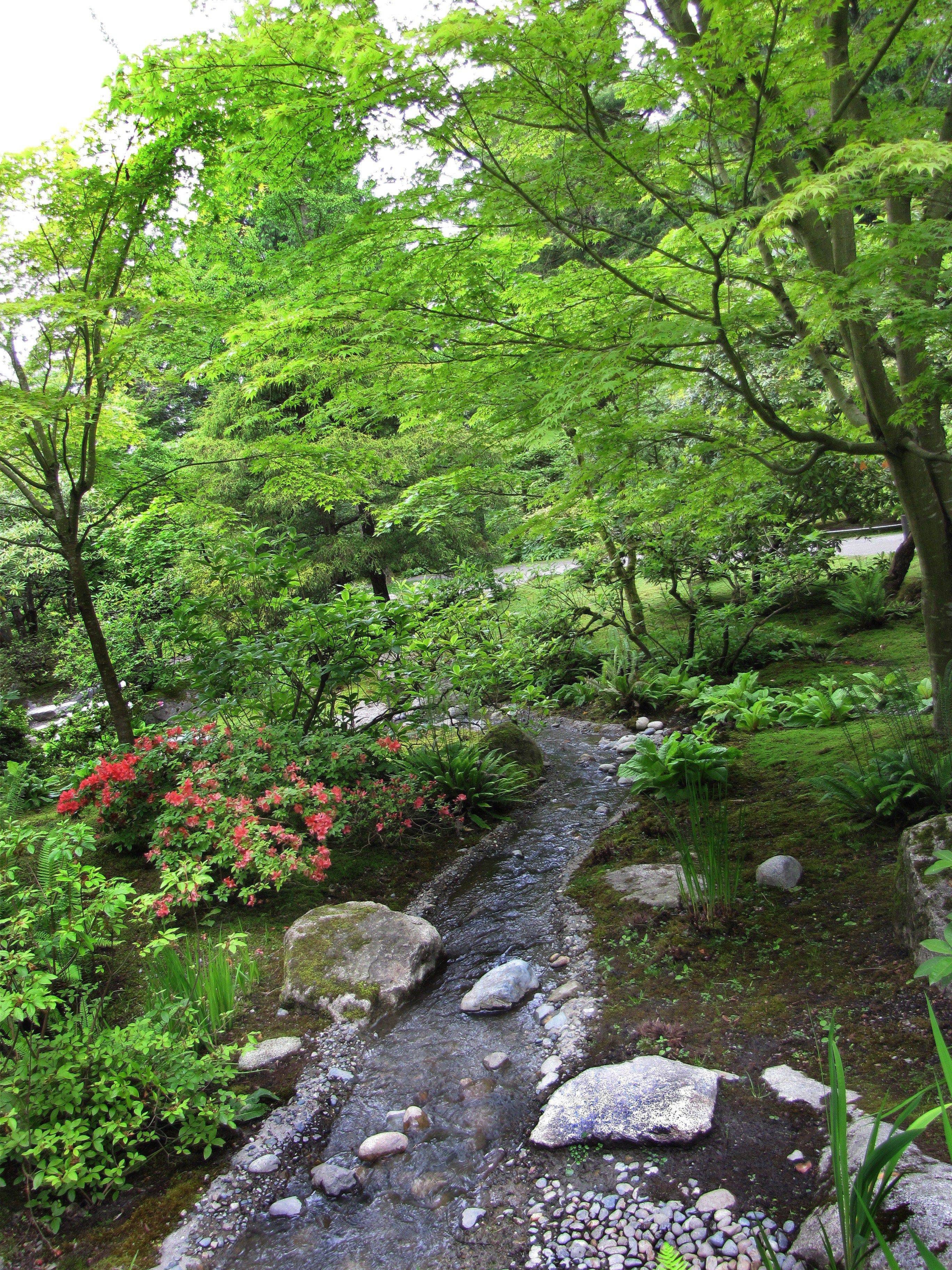 Seattle Arboretum Japanese Garden Creek