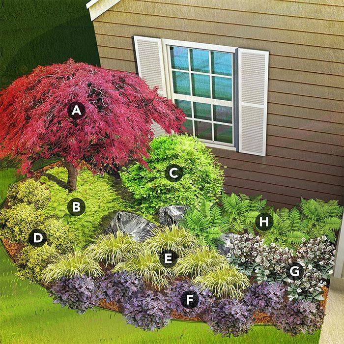 Evergreen Shrubs