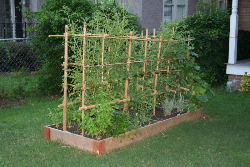 Modern Bamboo Gardening Ideas