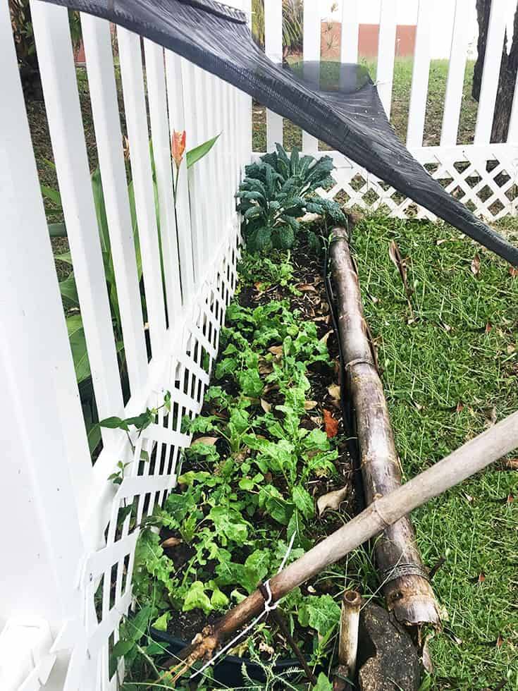 New Raised Planter Bed