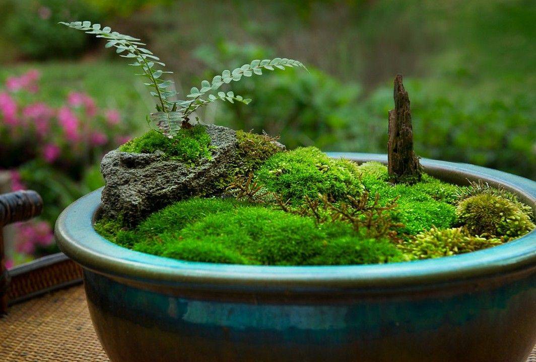 An Outdoor Garden