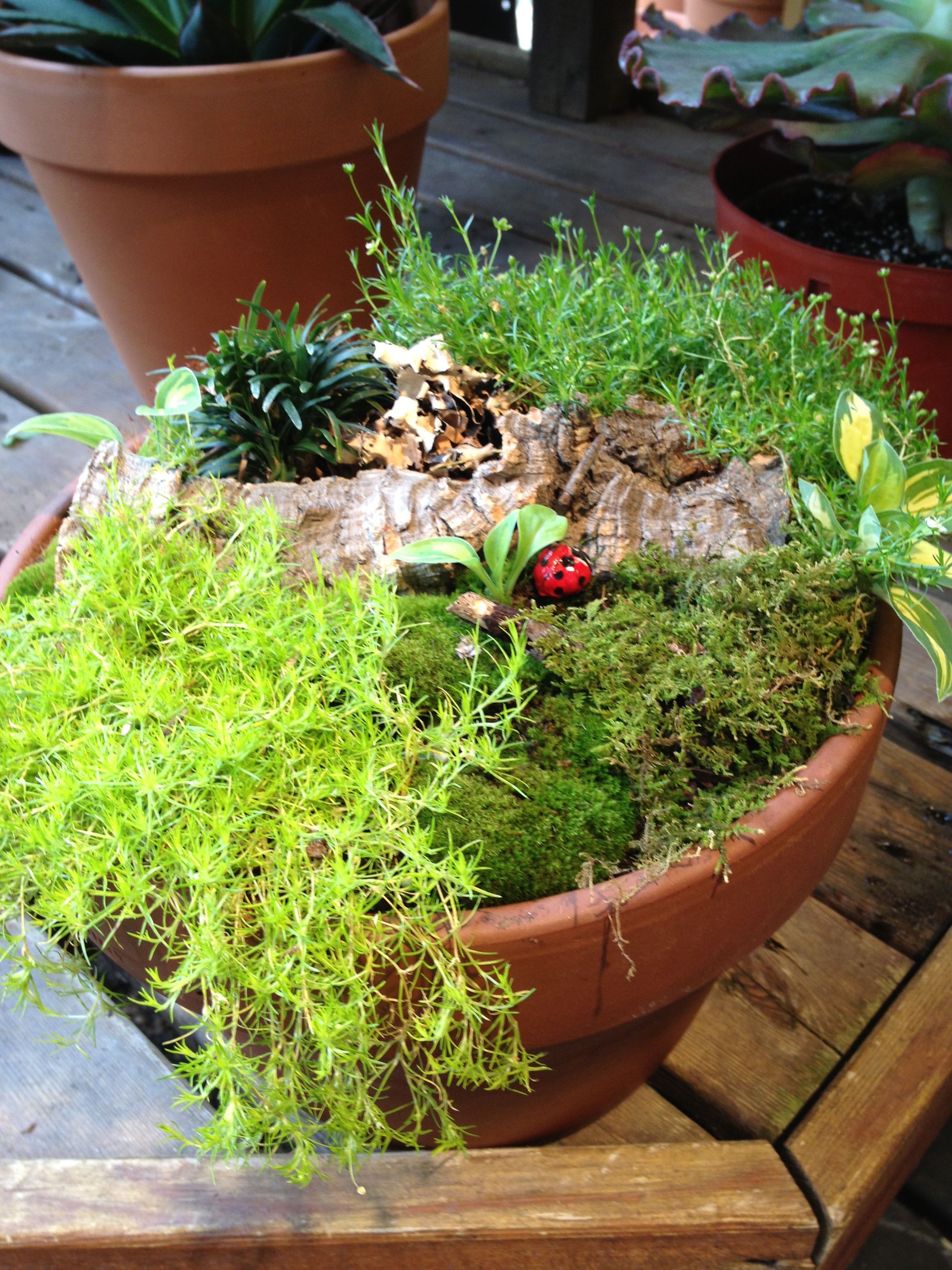 Wonderful Moss Garden