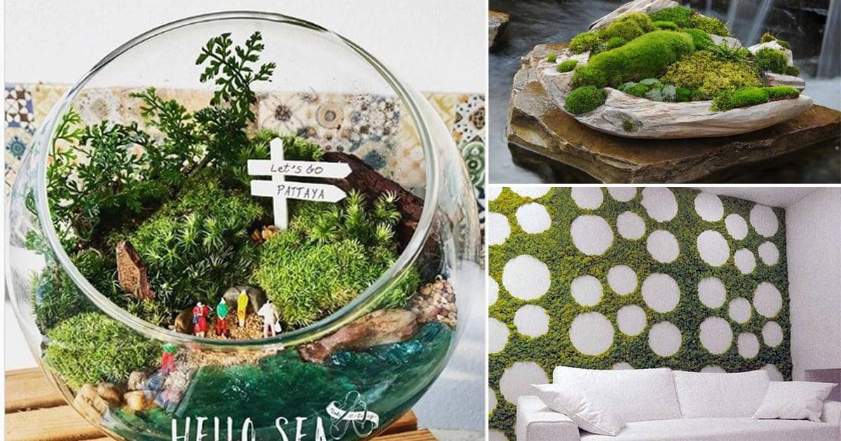 21 Indoor Moss Garden Ideas You Cannot Miss SharonSable