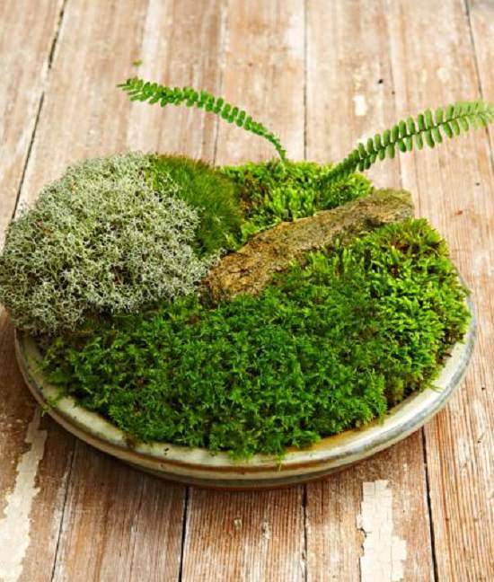 A Moss Garden