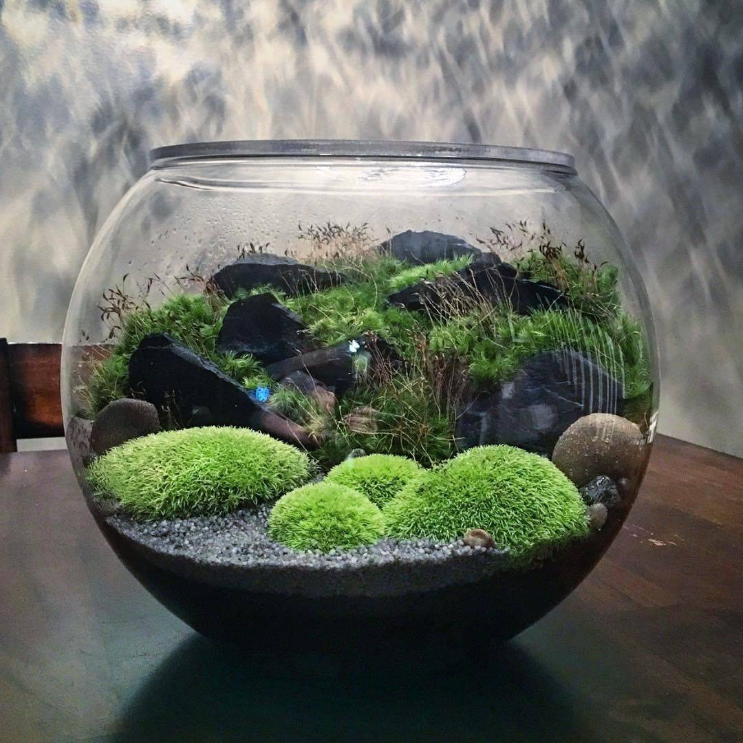 A Moss Garden