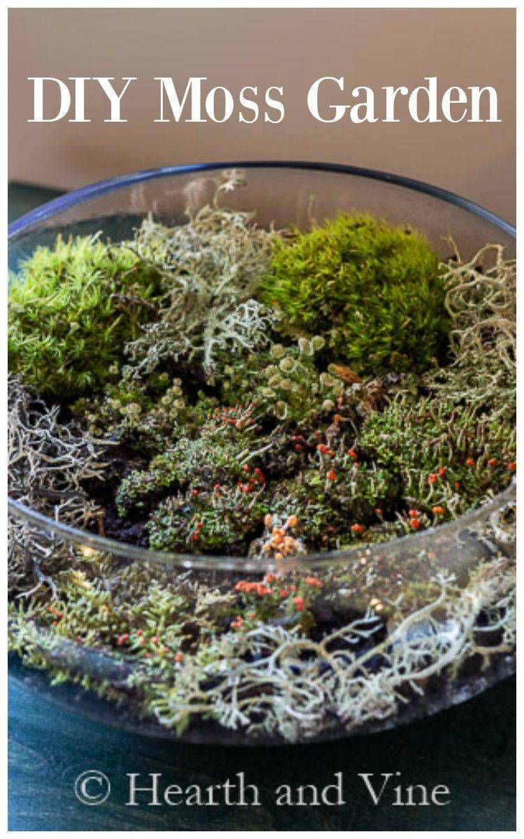 Dish Garden Planter Ideas Home Inspirations Moss Garden