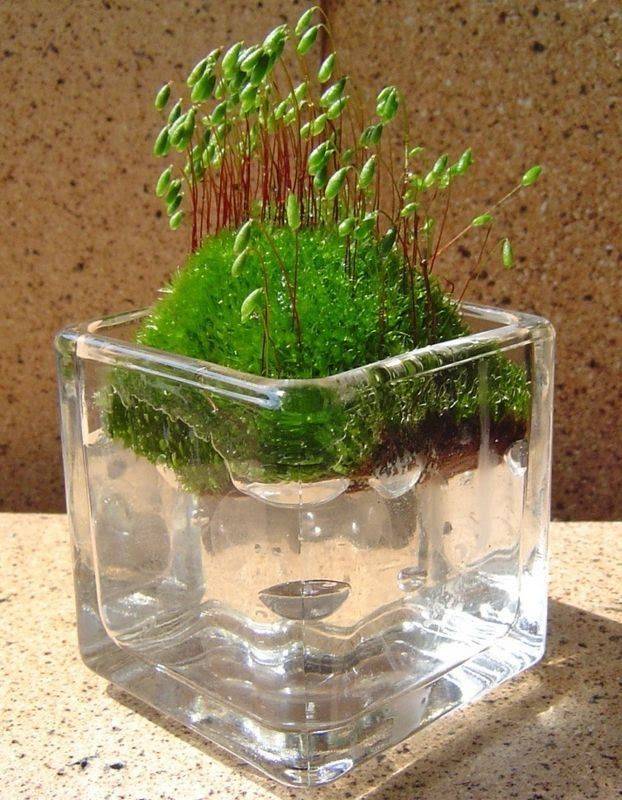 Indoor Moss Garden Multilevel Recycled Glass Terrarium