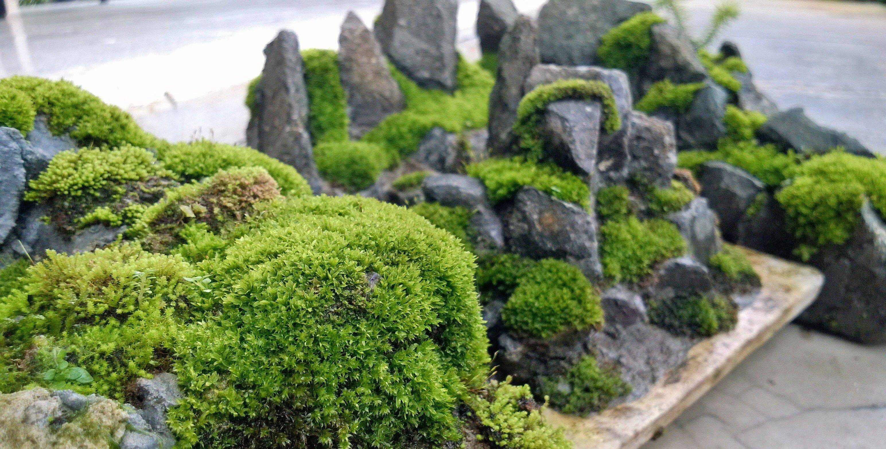 Moss And Rock Garden Kyoto Garden