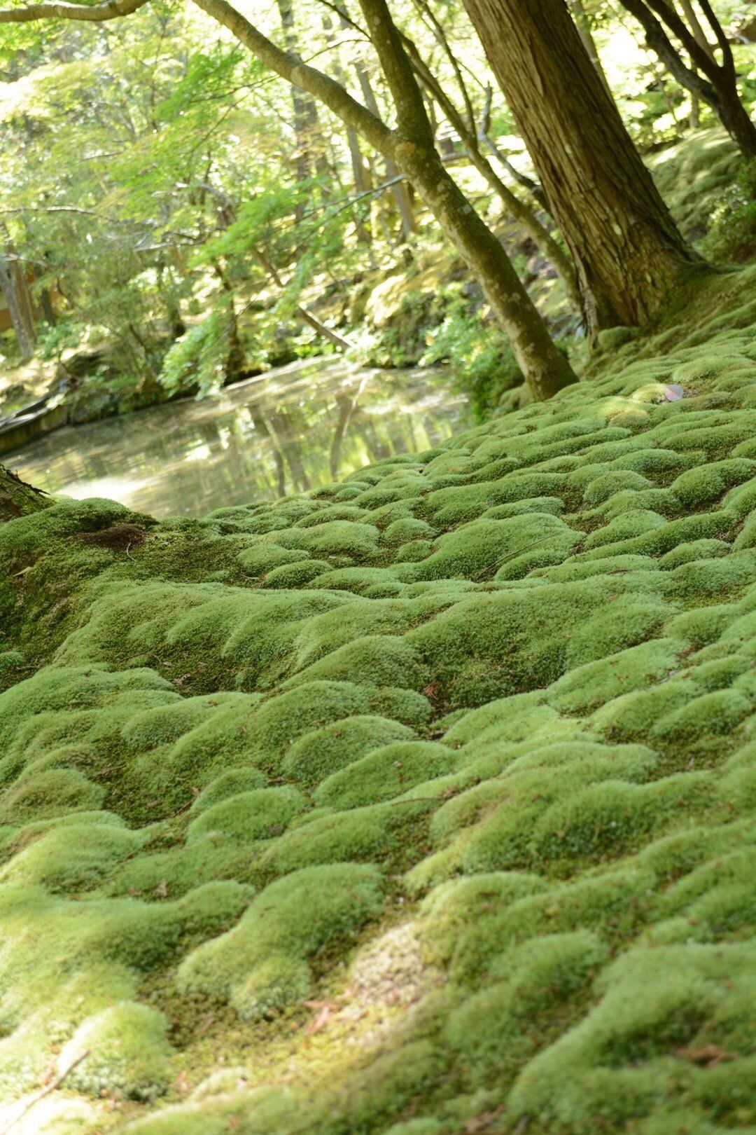 Moss Garden Saiho Ji Kyoto Japan Alma