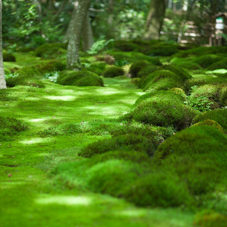 Saiho Ji Japanesse Moss