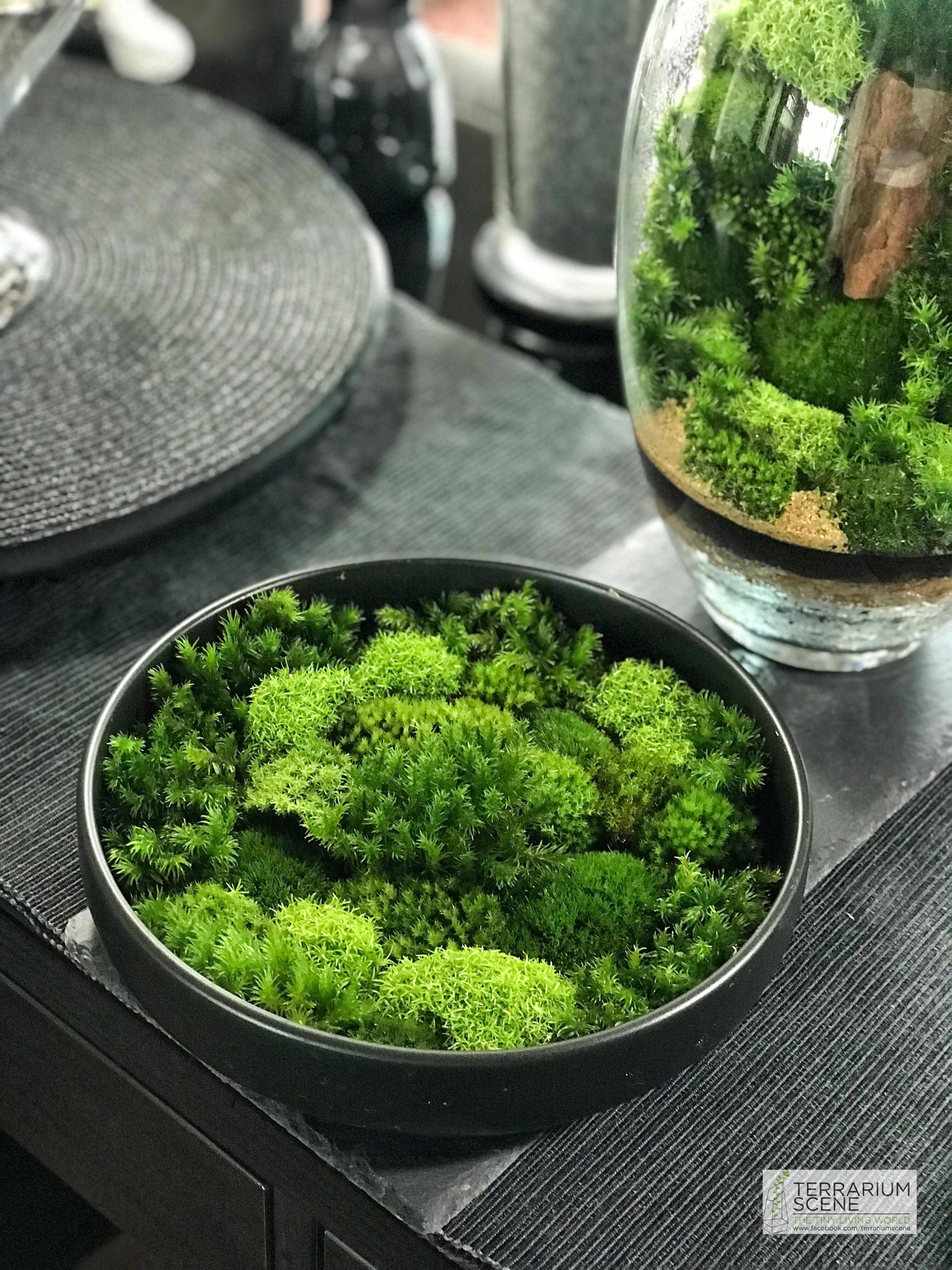 Indoor Outdoor Moss Decorative Ideas Gardens