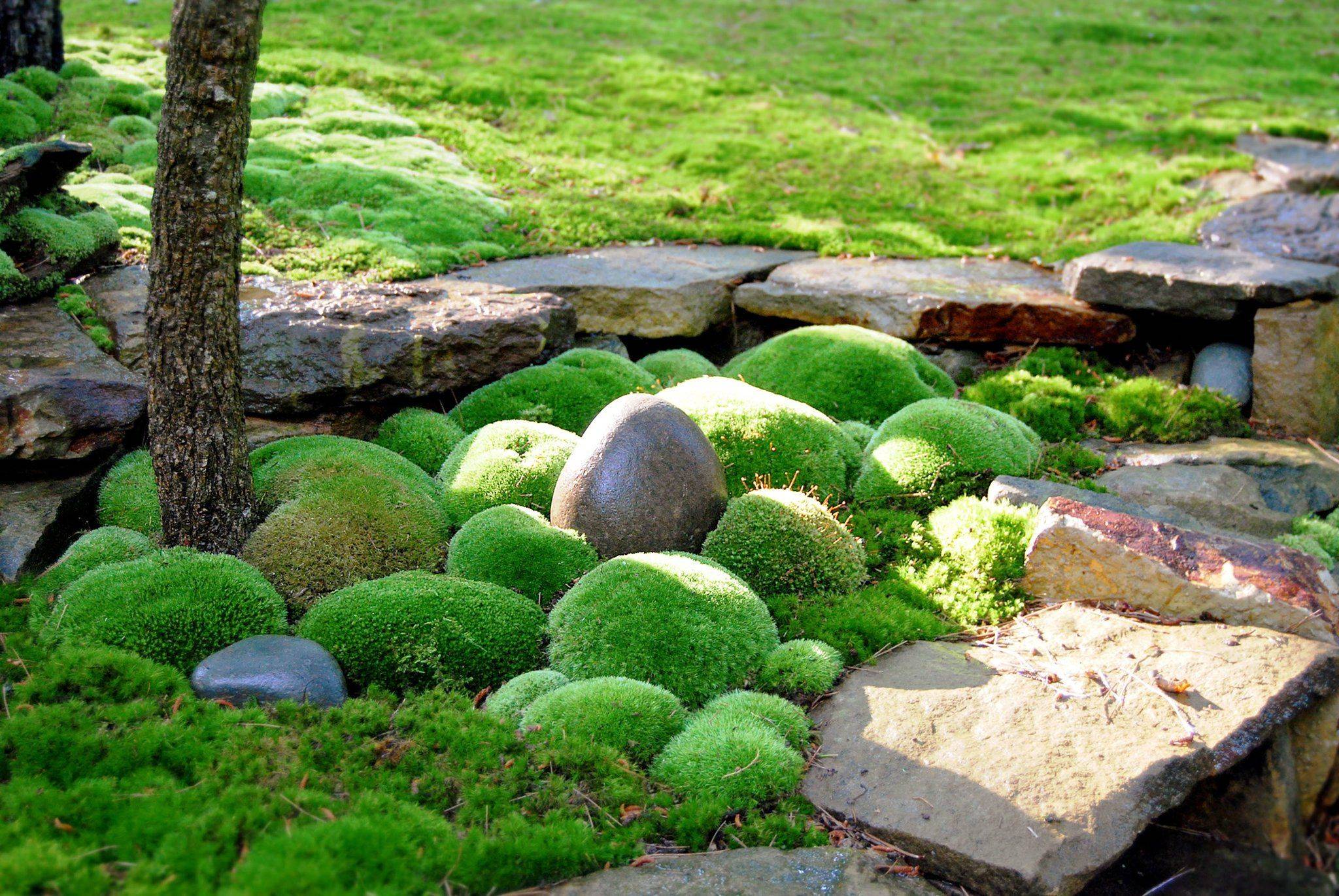 A Japanese Moss Garden