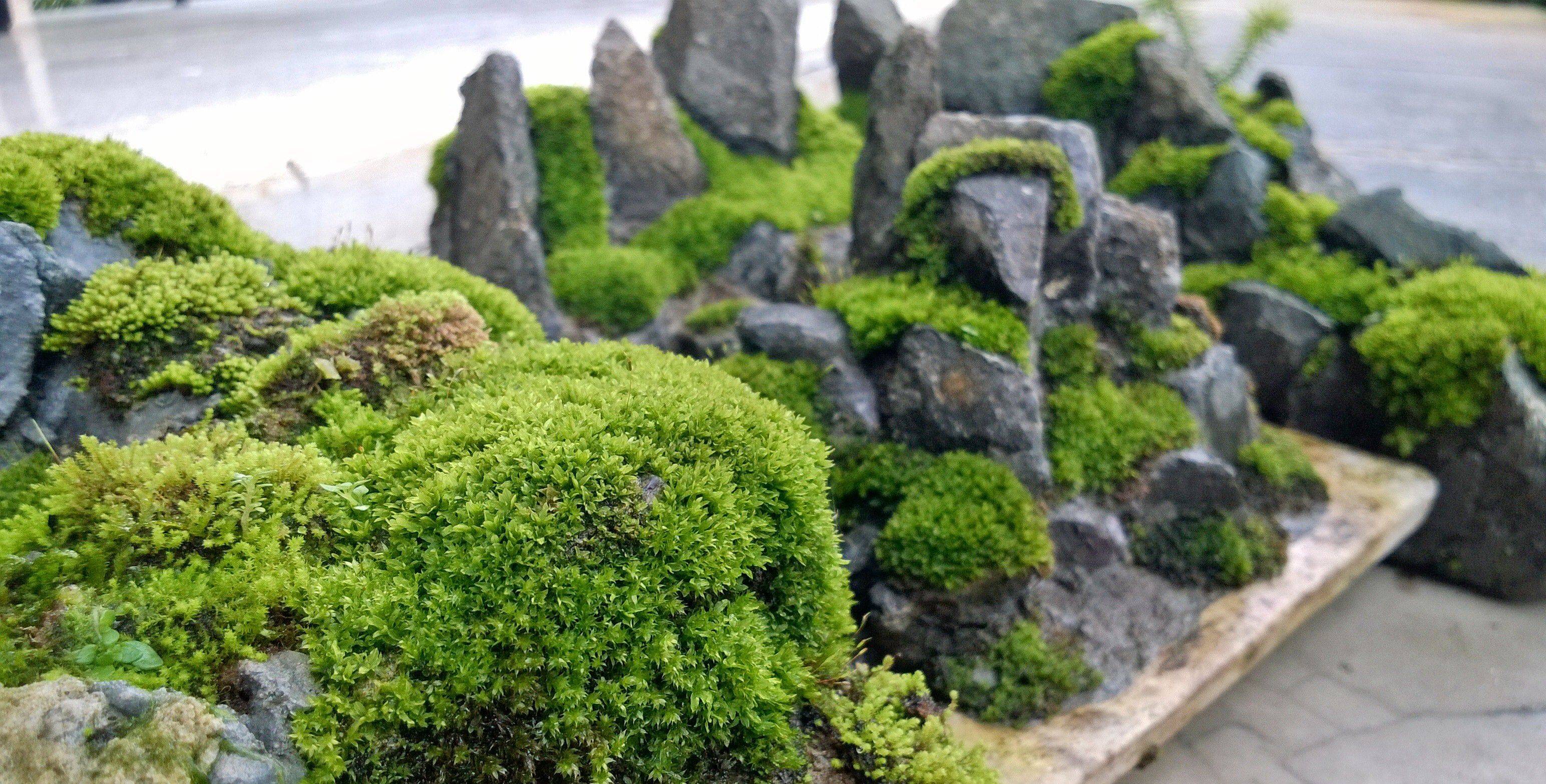 Moss Garden Ideas