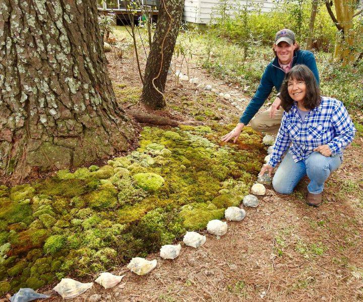 Wonderful Moss Garden