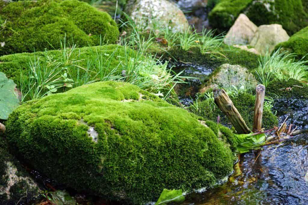 Top Stepping Stones Pathway Remodel Ideas
