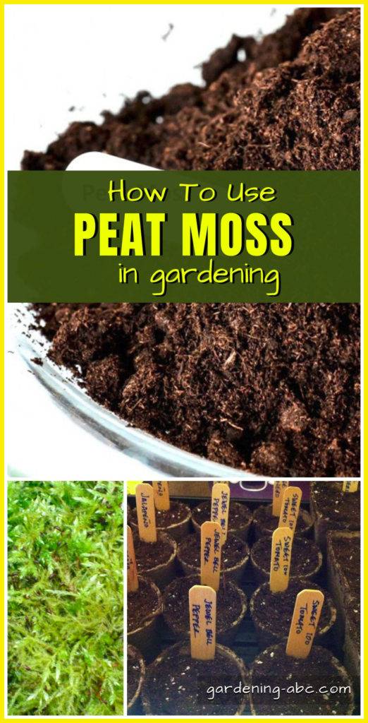 Great Moss Gardening Ideas