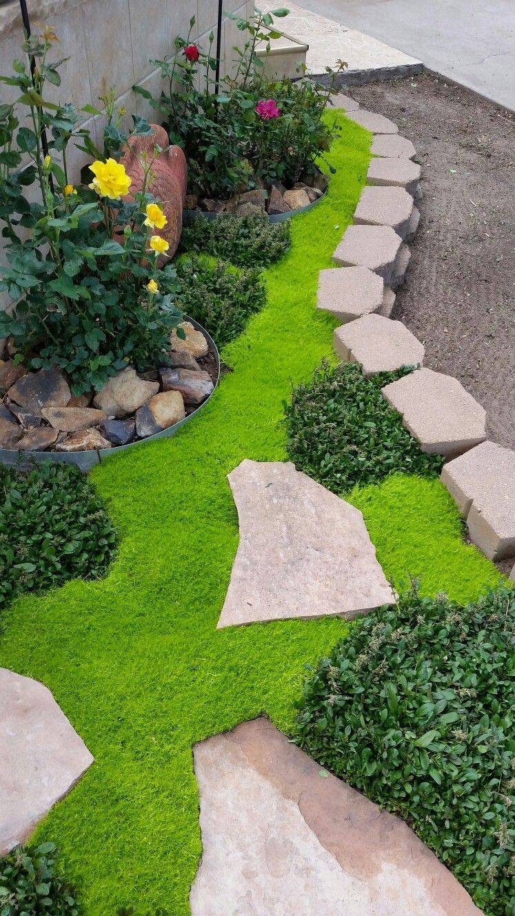 25 Types of Moss Garden Ideas To Try This Year SharonSable