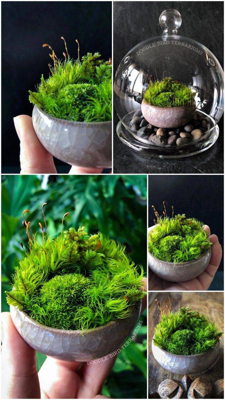 Pinterest Gardens