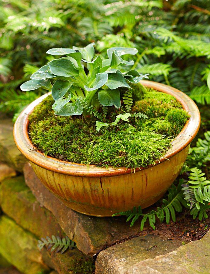 Moss Garden