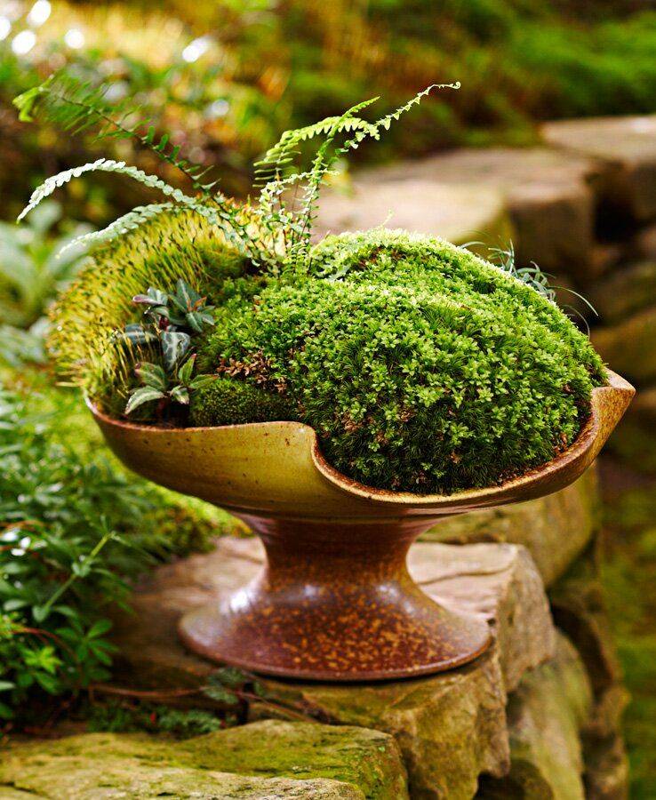Dish Garden Planter Ideas Home Inspirations Moss Garden
