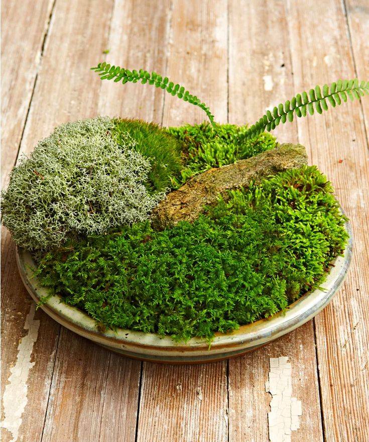 A Moss Dish Garden Dish Garden