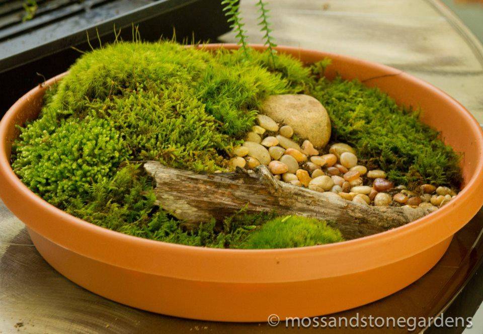 A Moss Dish Garden Dish Garden
