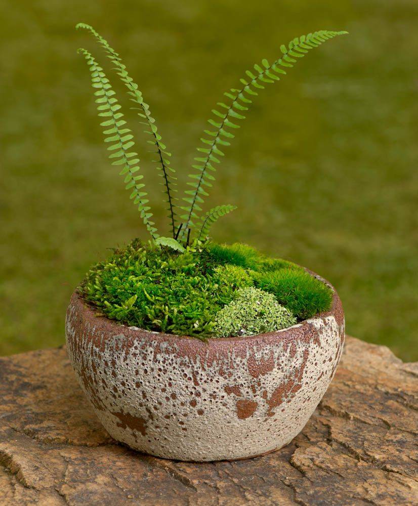 A Moss Dish Garden Dish Garden