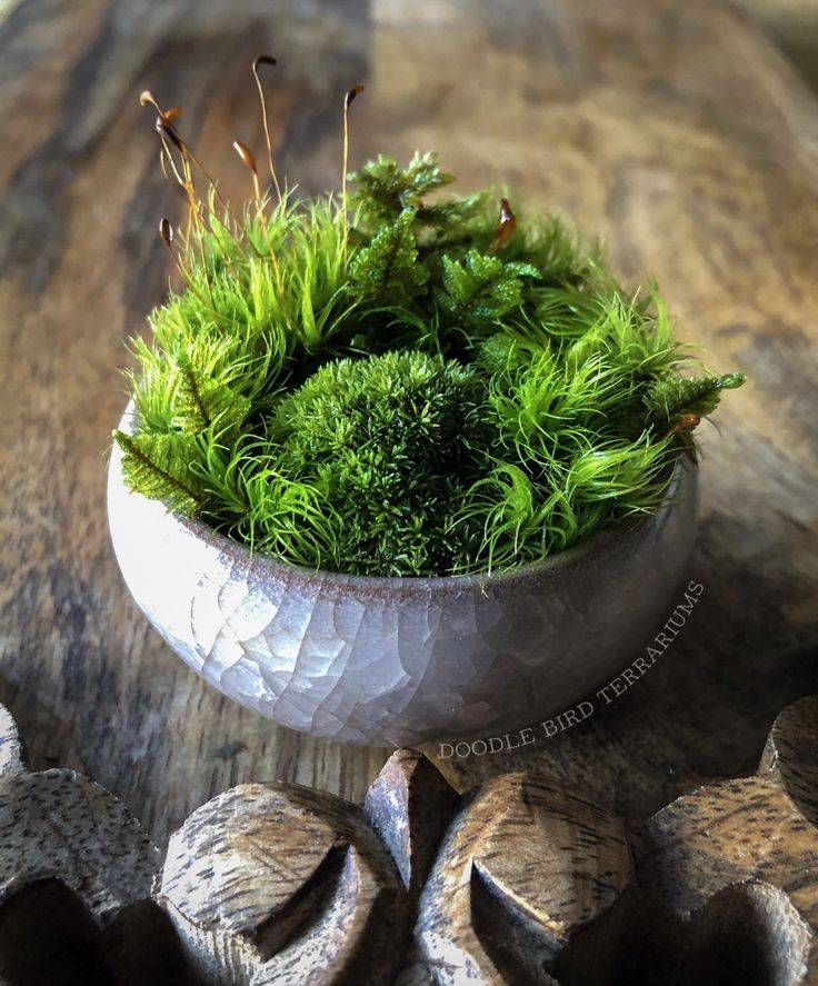 A Moss Dish Garden Dish Garden