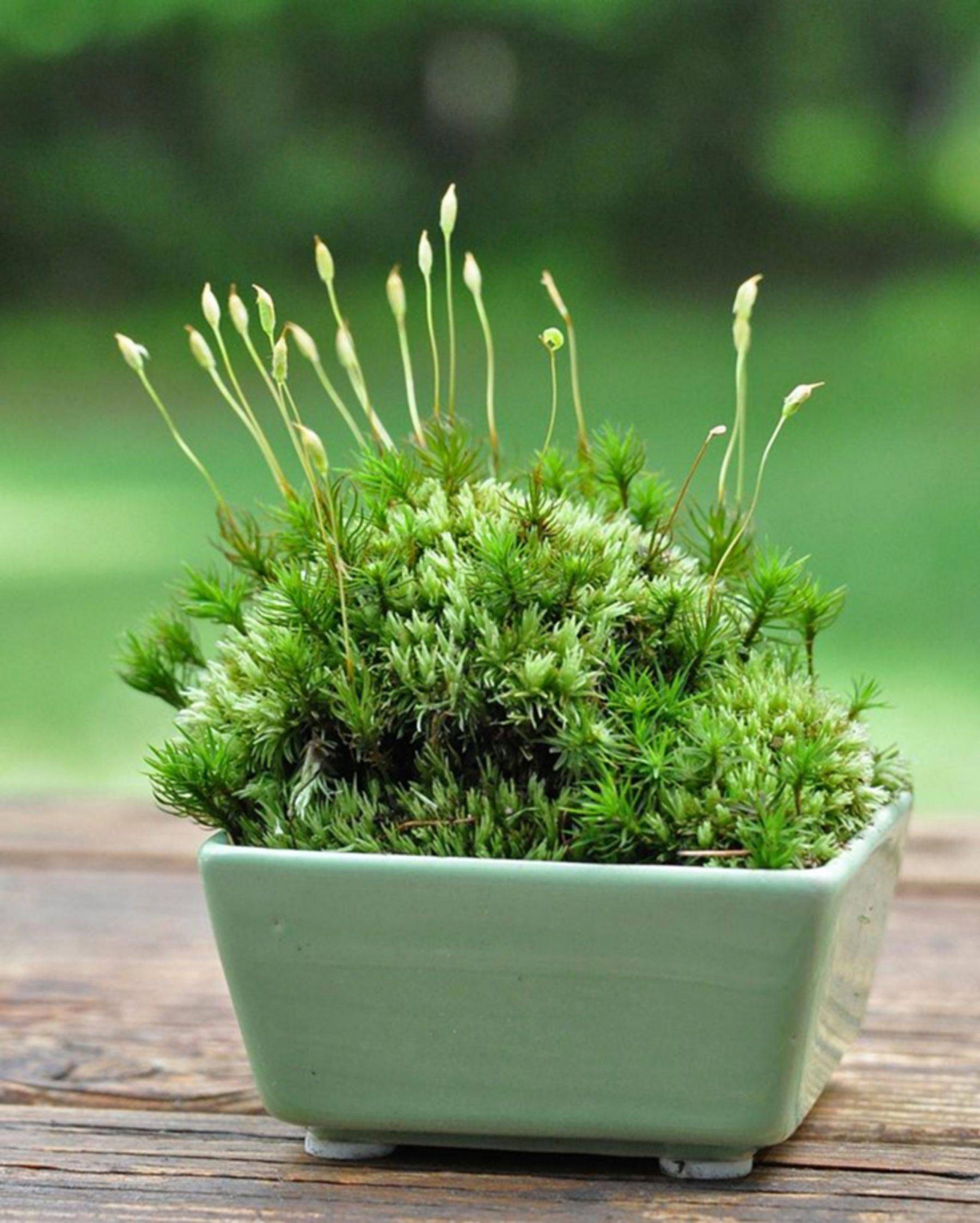 Miniature Moss Dish Garden Wabikusa