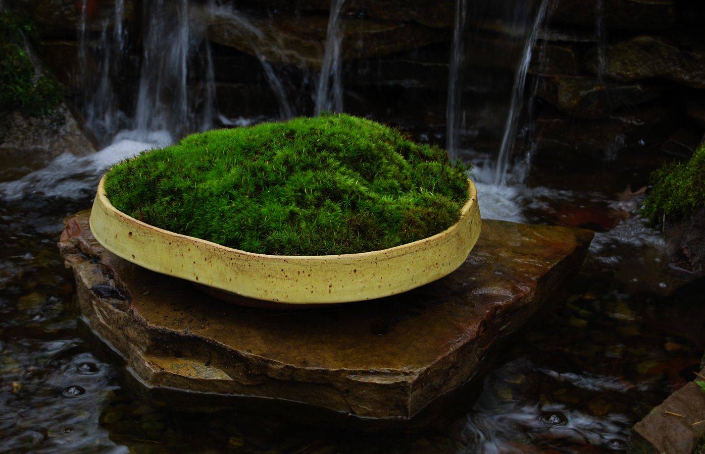 Miniature Moss Dish Garden Wabikusa