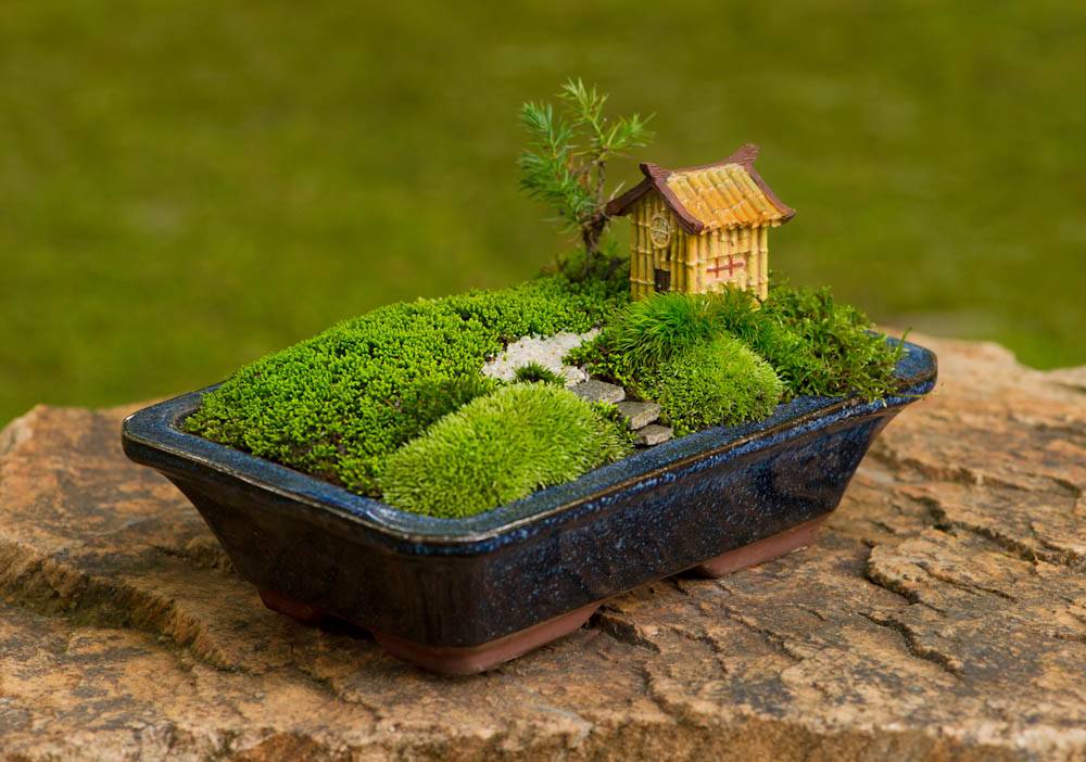 Moss Dish Garden