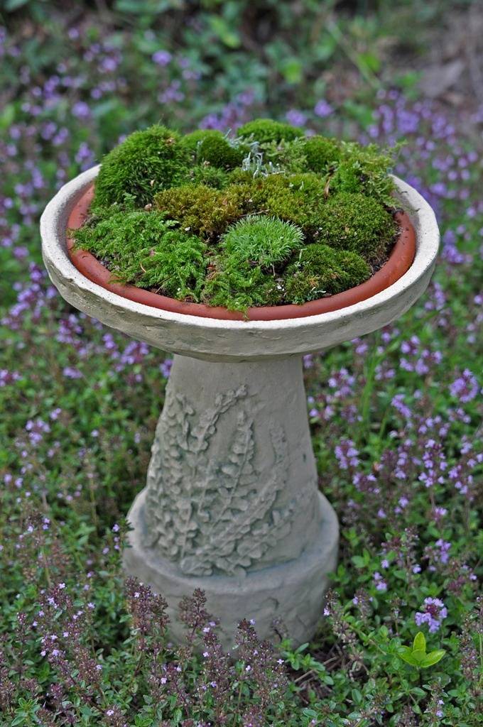 Moss Garden Serene