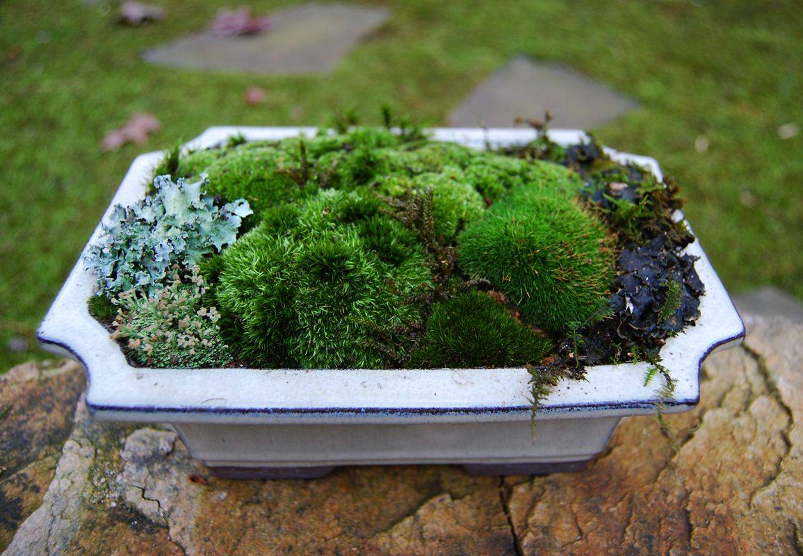 Moss Gardens